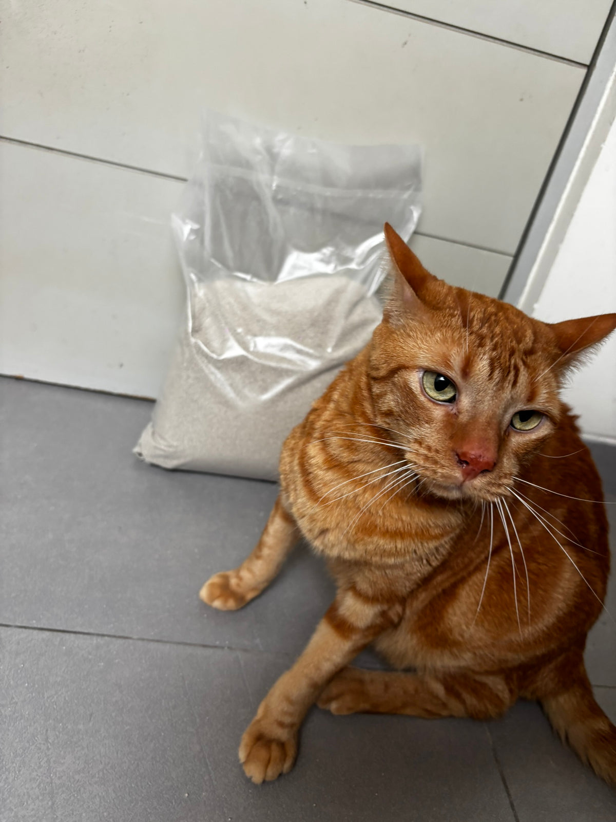 Arena de Gato - 5 Kg