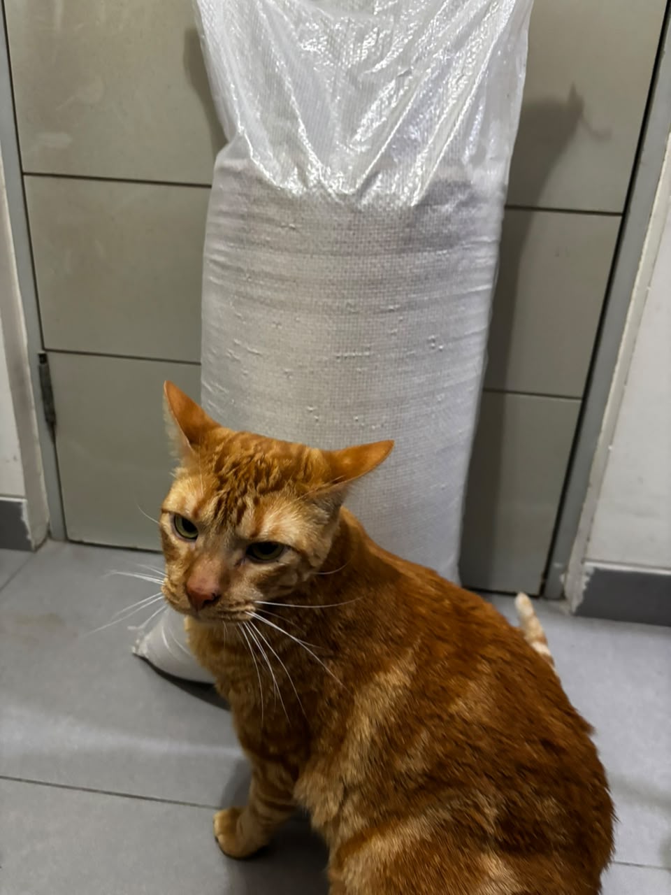 Arena Económica de Gato Naraja